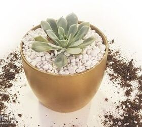 how to pot up succulents