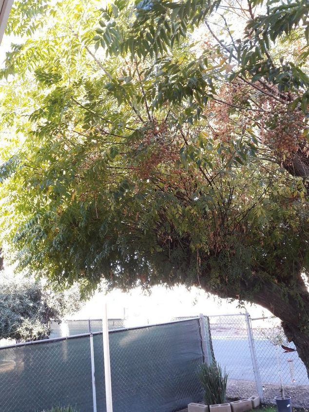 q what kind of tree is this