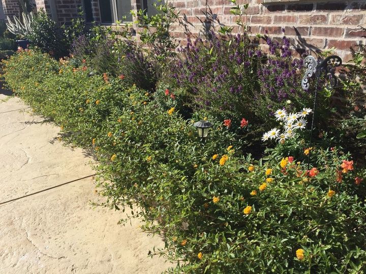 should lantana be cut back to the ground for the winter