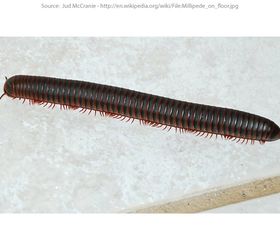 i have an infestation of millipedes inside my house how do i prevent