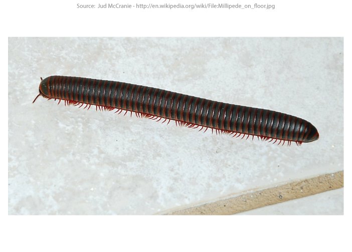 Why Do I Have Millipedes In My House