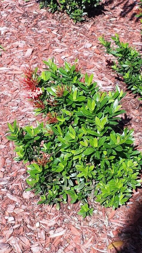 q saw this plant in clearwater fl anyone know what it is thanks
