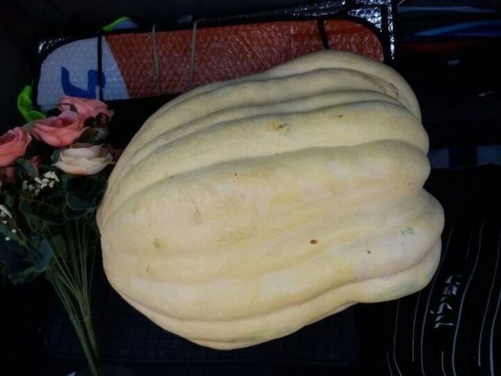 q how to preserve a pumpkin