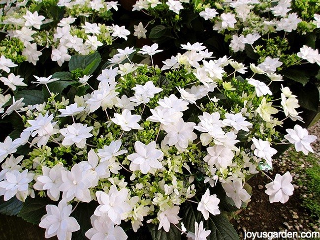 um toque de elegncia plantas de flores brancas para o natal