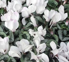 a touch of elegance white blooming plants for christmas