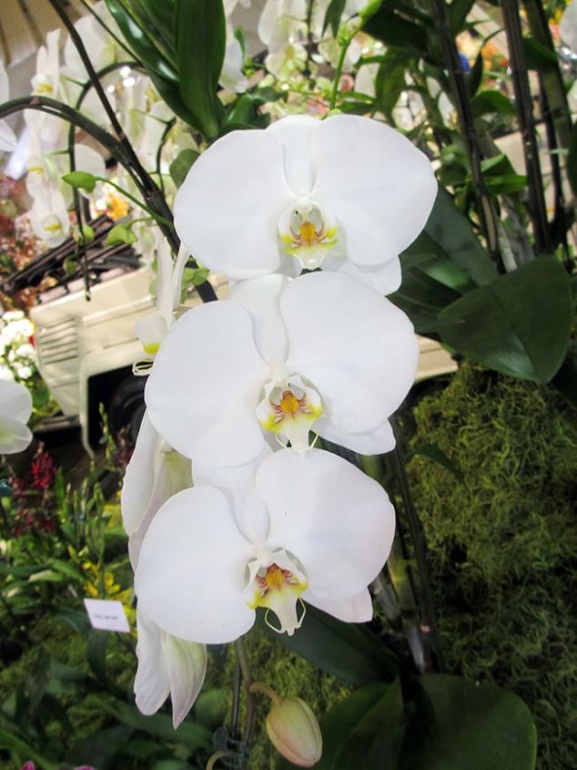 a touch of elegance white blooming plants for christmas