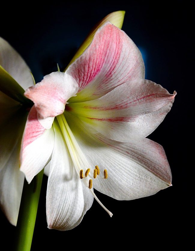 un toque de elegancia plantas de flor blanca para navidad