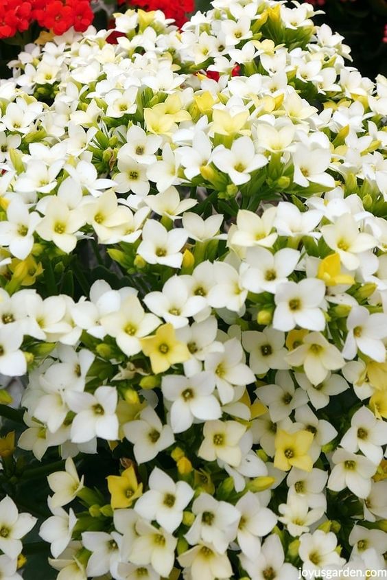um toque de elegncia plantas de flores brancas para o natal