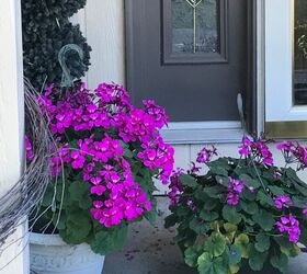 Why do plants die back when I bring them indoors? Hometalk