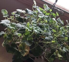 why-do-plants-die-back-when-i-bring-them-indoors-hometalk