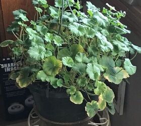 why-do-plants-die-back-when-i-bring-them-indoors-hometalk