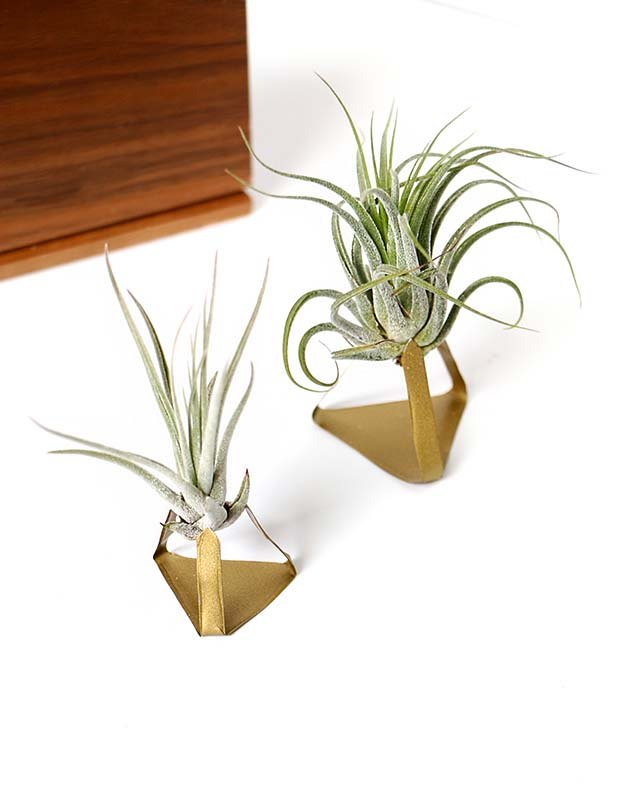 air plant stand air plant stand