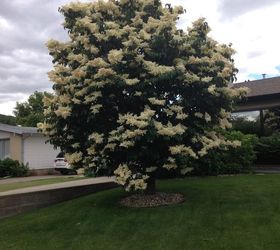 q i need someone to identify this type of tree for me please