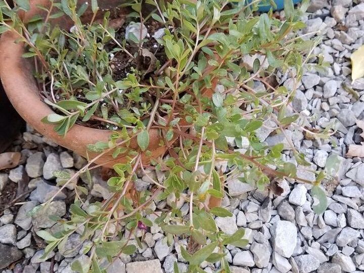 q what is this plant called