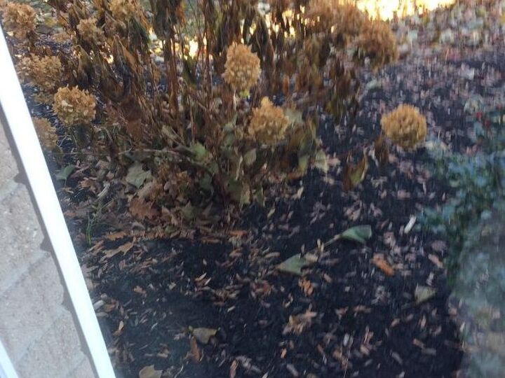 q due to sickness in the family i did not trim my hydrangeas