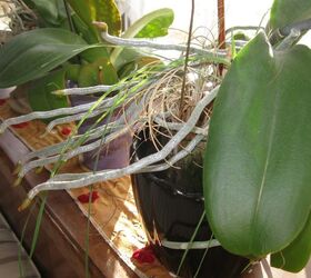 What should I do with my orchids? Should I transplant to a larger pot