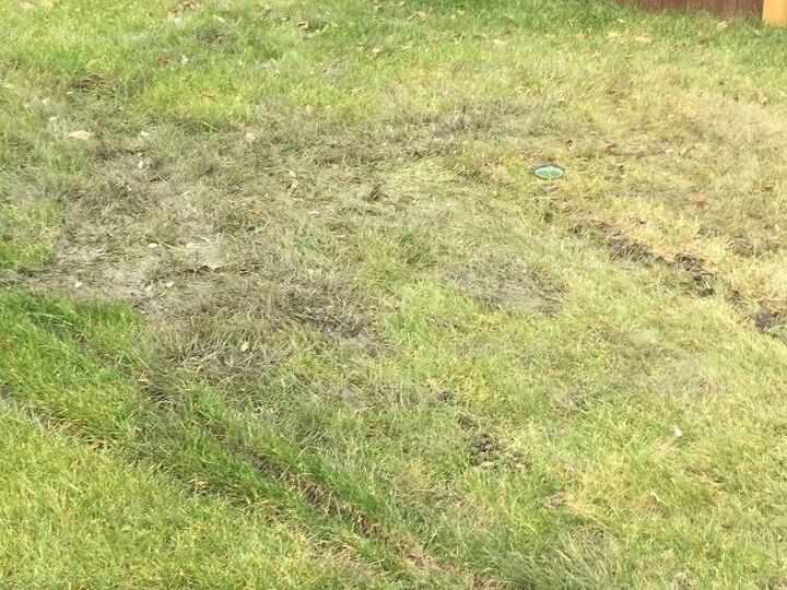 q what plants would work to cover the drainage spot from my sump pump