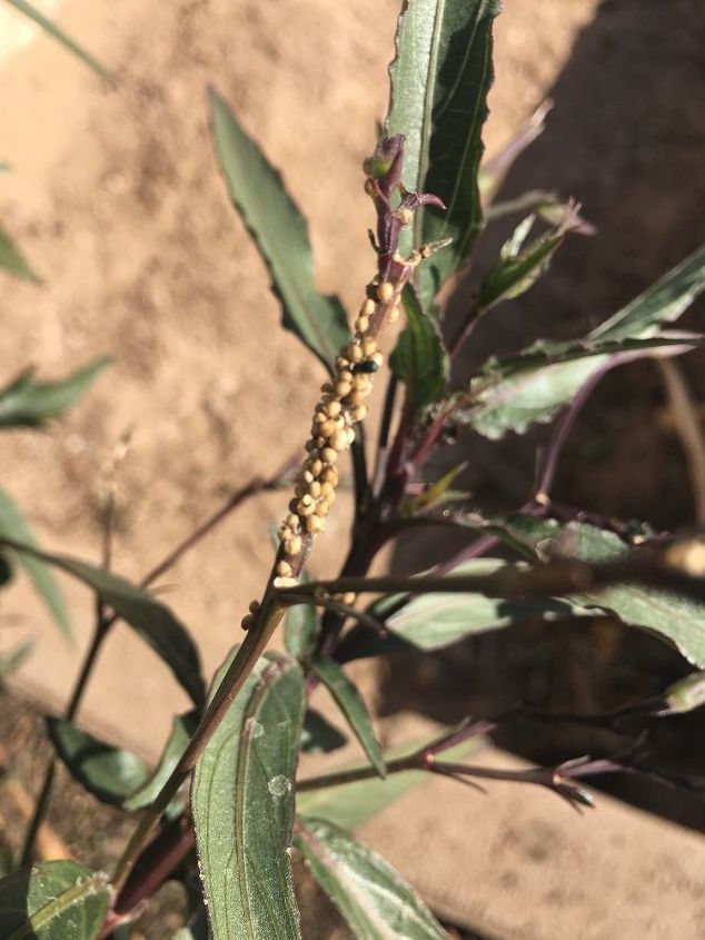 q are these aphids on my mexican petunia