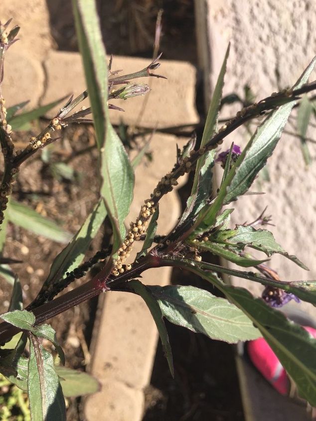 q are these aphids on my mexican petunia