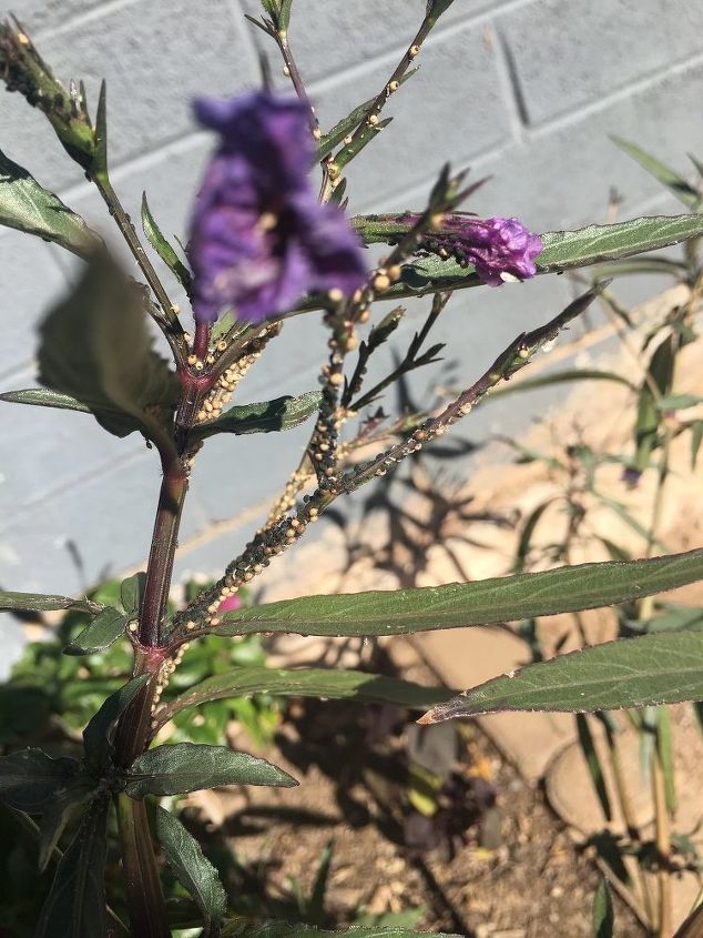 q are these aphids on my mexican petunia