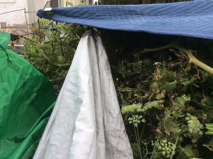 q is there a way to save tomatoes green on the vine from a freeze