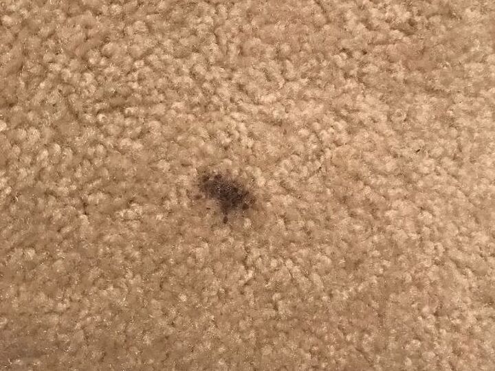 carpeting hometalk