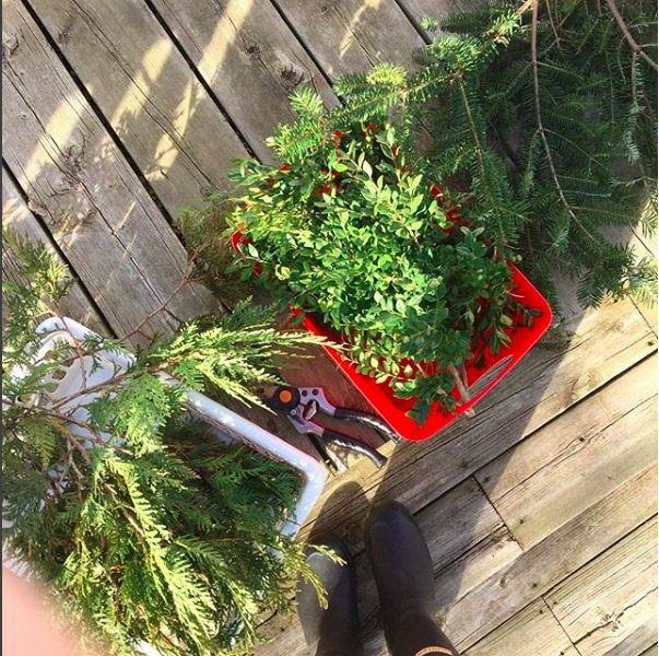 recoger la vegetacin del jardn para la decoracin navidea