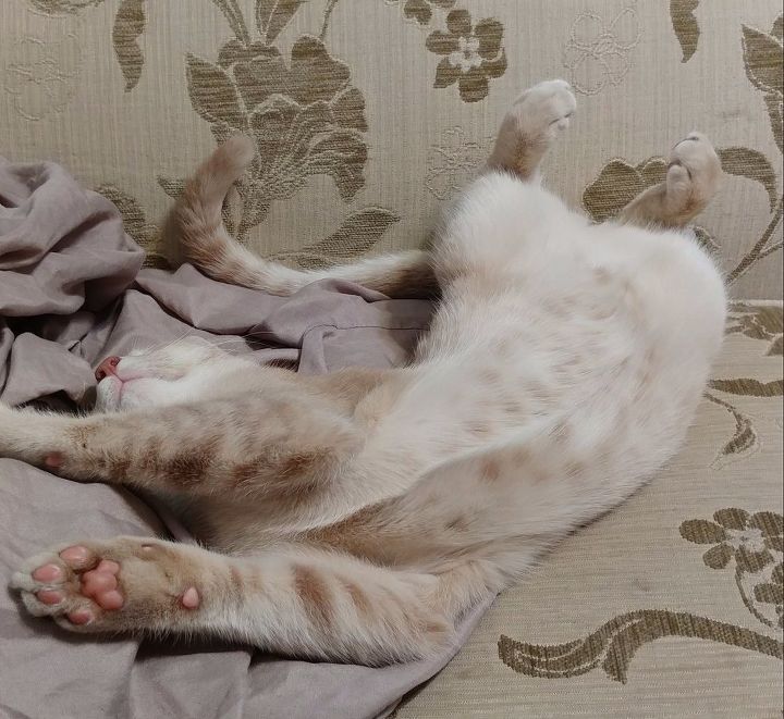 q my cat