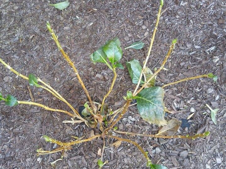 q my 2 3 yr old hydrangea in cold weather cut back how much