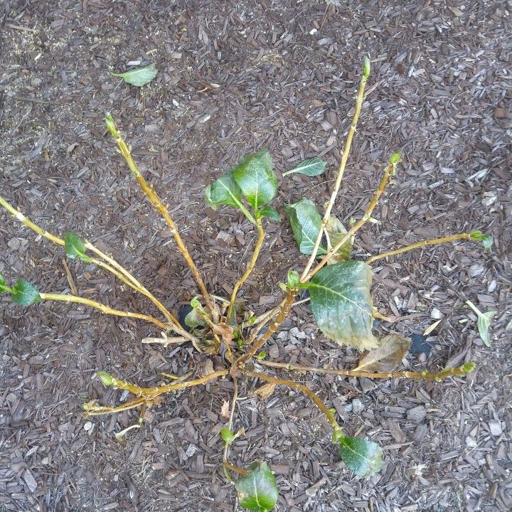 q my 2 3 yr old hydrangea in cold weather cut back how much