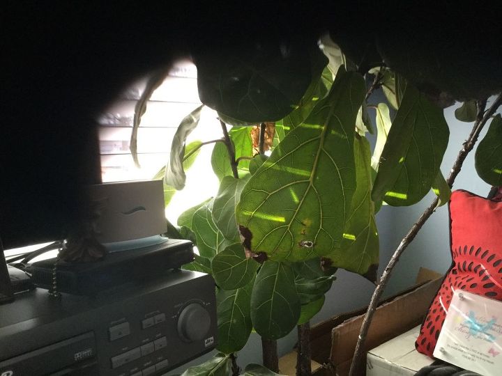 q how can i save my big tree