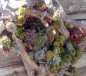 ideas for displaying succulents on driftwood