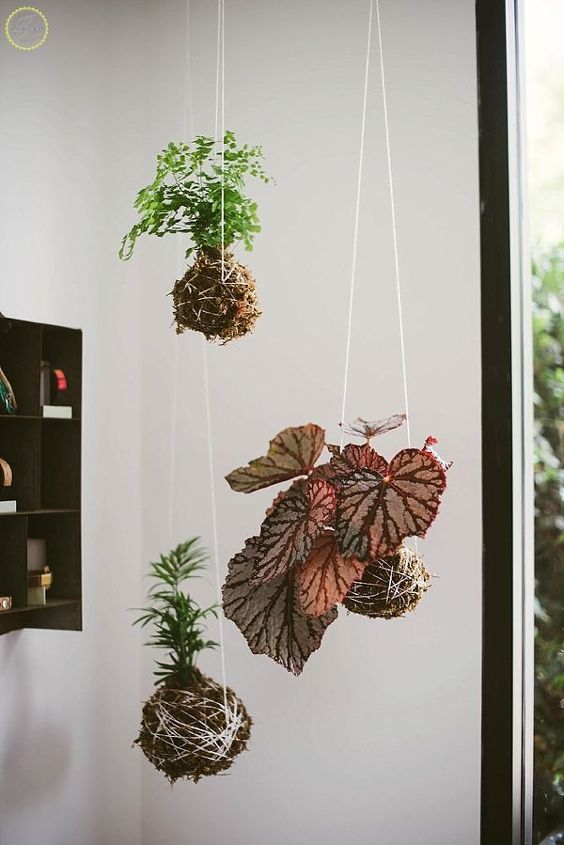 diy kokedama moss ball garden