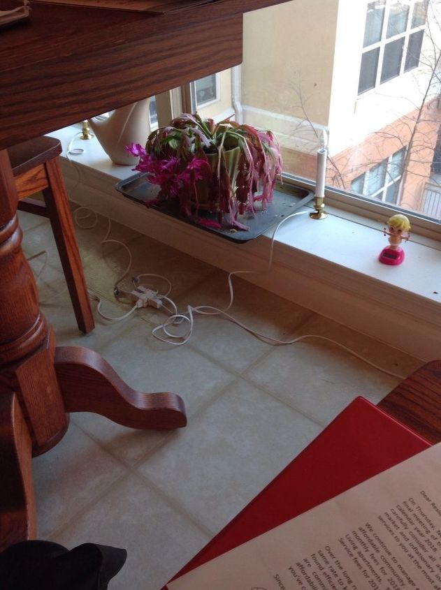 q why are the christmas cactus turning red