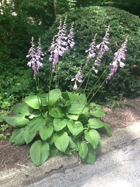 q why do my hostas get smallest in size as the years progress