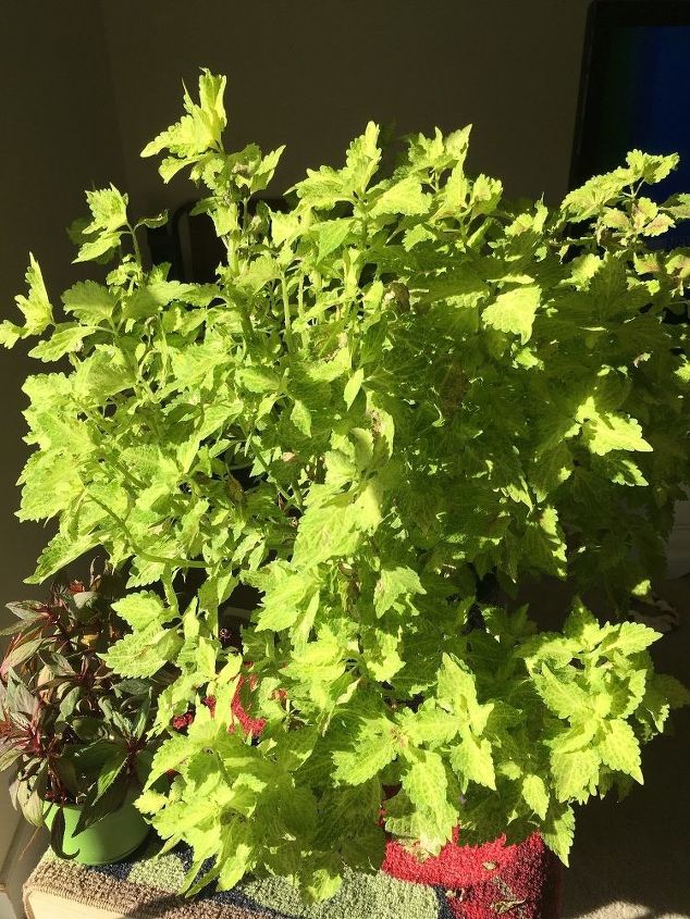 q coleus maintenance