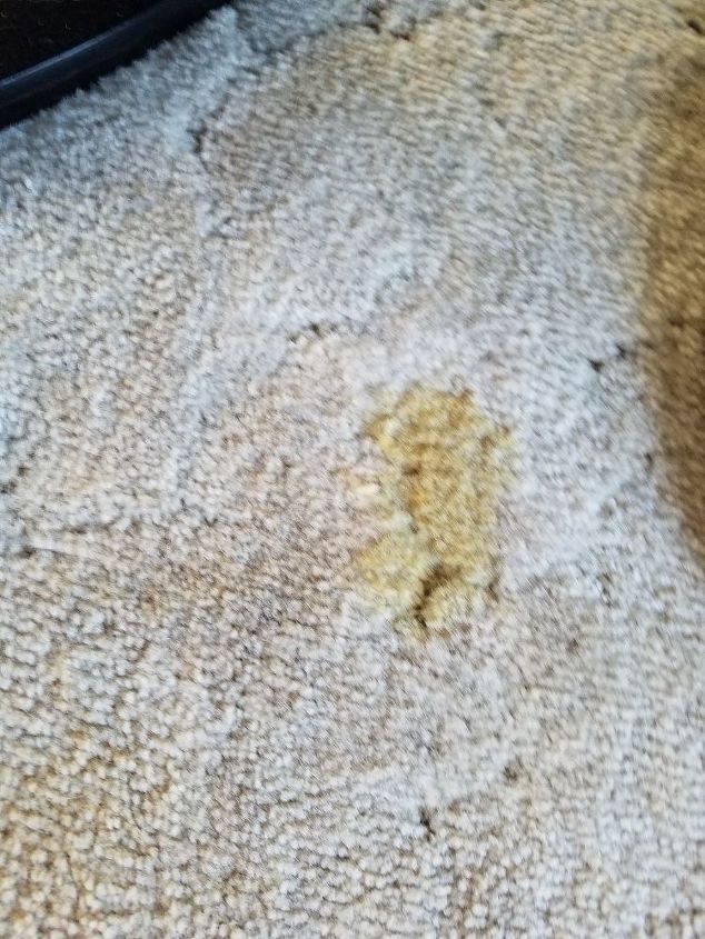 q how do i get walnut stains out of my off white carpet