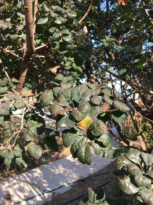 q does anyone recognize this tree