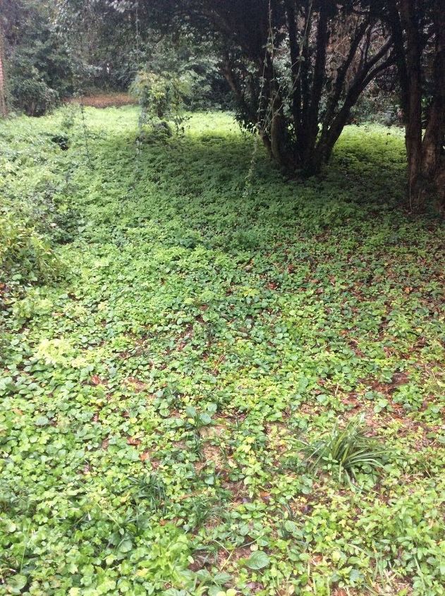q how to kill weedy vines growing on the grown without harming nature