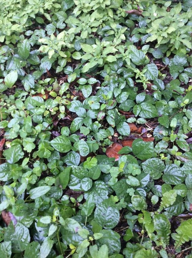 q how to kill weedy vines growing on the grown without harming nature