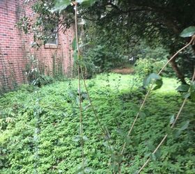 How to kill weedy vines growing on the ground, without harming nature