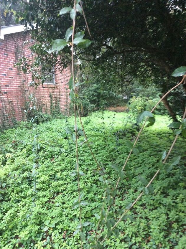 q how to kill weedy vines growing on the grown without harming nature