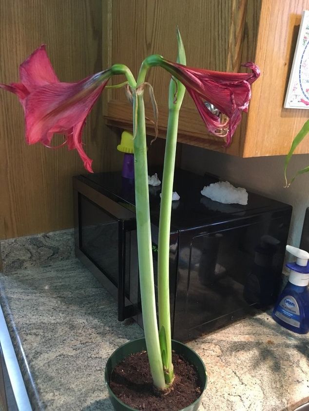 q when do you cut back a done blooming amayrillis