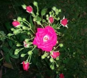 q what supplements to help an old rosebush