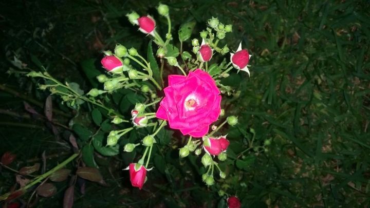 q what supplements to help an old rosebush