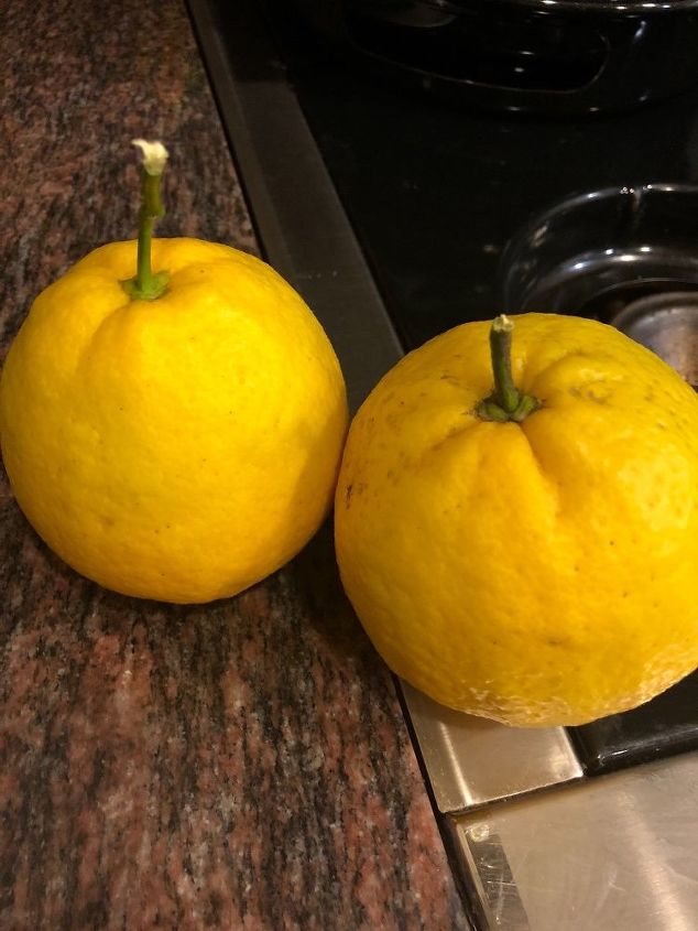 q how can i make our orange tree grow juicier fruits not dry inside