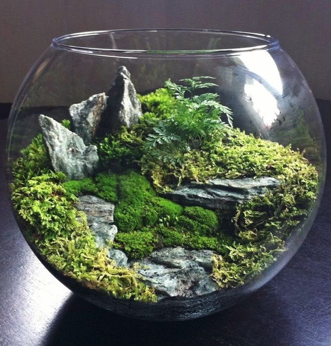 q how to make this terrariums
