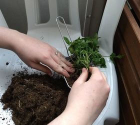 a starter herb garden for an apartment bound gardening newbie