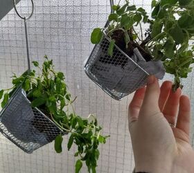 a starter herb garden for an apartment bound gardening newbie