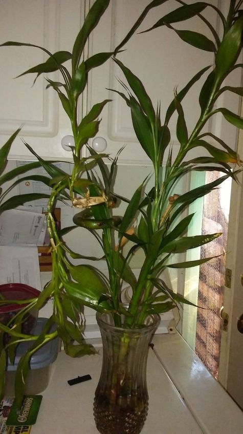 q bamboo plant yellowing